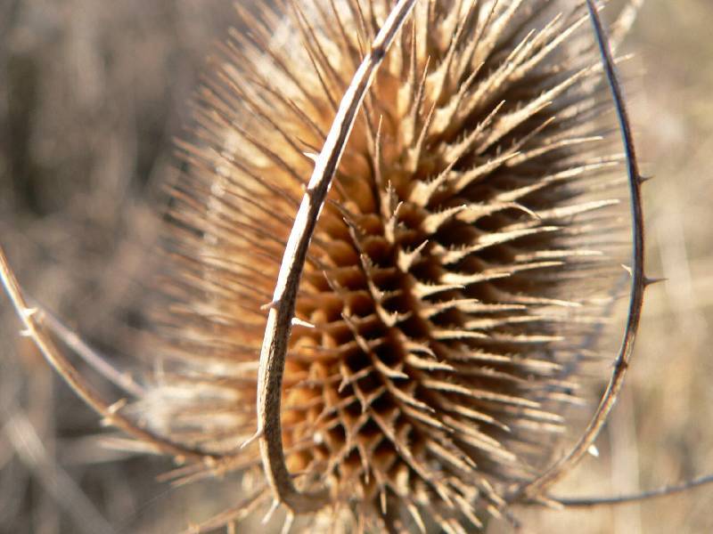 Unser Orchideenpark Bild Nr.110